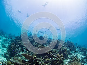 Snorkelers over a coral reef