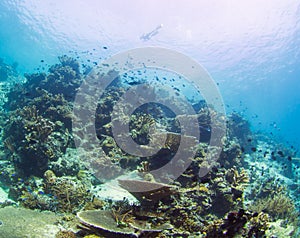 Snorkelers over a coral reef