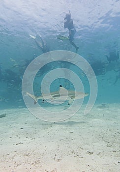 Snorkelers and shark