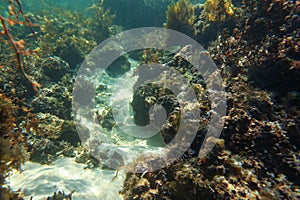 Snorkeling at Anakao, Madagascar - mostly plants on sandy sea floor visible, not much marine life, underwater photo