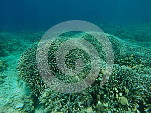 Snorkeling around Menjangan Island near Bali, Indonesia