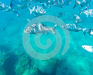 Snorkeling from a boat a coral reef