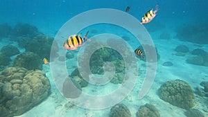 Snorkeling with Coral reefs and schools of colorful coral fish in Surin islands national park, Phang Nga, Thailand