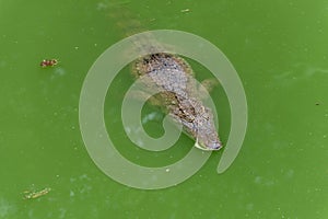 Snorkeling-crocodile-Crocodylus siamensis