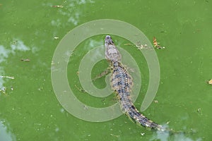 Snorkeling-crocodile-Crocodylus siamensis