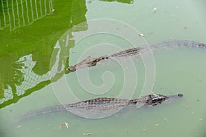 Snorkeling-crocodile-Crocodylus siamensis