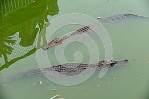 Snorkeling-crocodile-Crocodylus siamensis