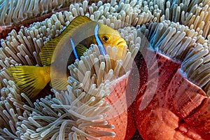 Snorkeling in french polynesia turquoise water lagoon clown fish anemone