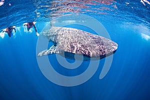 Snorkeling with a giant Whale Shark