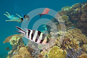 Snorkeling in the Great Barrier Reef Queensland Australia