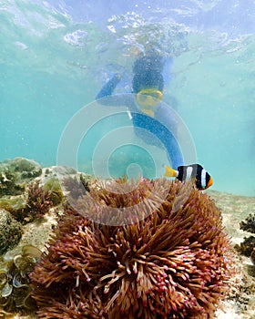 Snorkeling on island in the Thailand Ocean