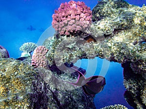 Snorkeling in Marsa Alam, Egypt. Coral reef