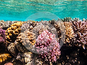 Snorkeling in Marsa Alam, Egypt. Coral reef