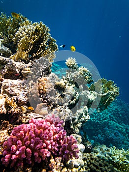 Snorkeling in Marsa Alam, Egypt. Coral reef