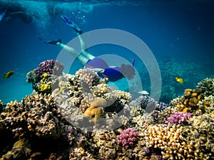 Snorkeling in Marsa Alam, Egypt. Coral reef and Lion Fish photo