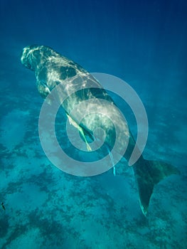 Snorkeling in Marsa Alam, Egypt. Dugong Dugon