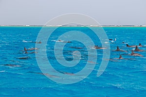 Snorkeling people swimming with dolphins  in blue water sea, nature beauty, beautiful playful spinners, summer vacation joy fun