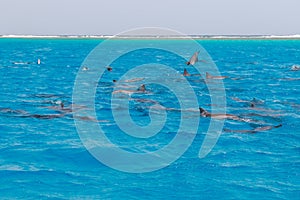 Snorkeling people swimming with dolphins  in blue water sea, nature beauty, beautiful playful spinners, summer vacation joy fun