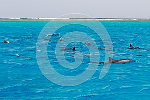 Snorkeling people swimming with dolphins  in blue water sea, nature beauty, beautiful playful spinners, summer vacation joy fun