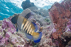 Snorkeling with reef and marinelife photo