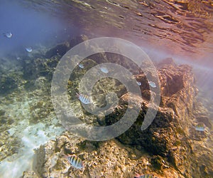 Snorkeling With Sargeant Majors In The Caribbean photo