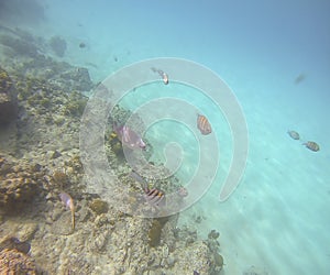 Snorkeling With Sargeant Majors And Yellow Tail Snappers In The Caribbean photo