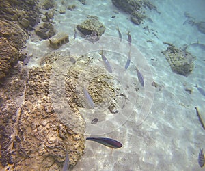 Snorkeling With Sargeant Majors, Yellow Tail Snappers, And Rainbow Parrotfish In The Caribbean