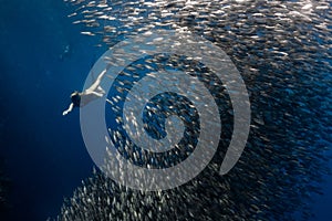 Snorkeling with school of sardines