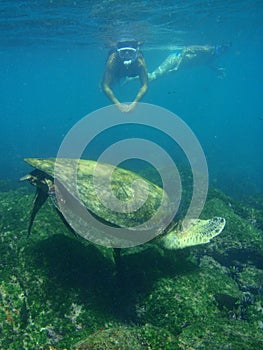 Snorkeling with sea turtles