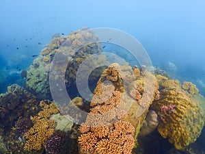 snorkeling trip at Samaesan Thailand dive underwater with fishes in the coral reef sea pool