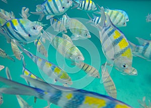 Snorkeling Trips,Many colorful sea fish in Koh Chang,Trat,Thailand