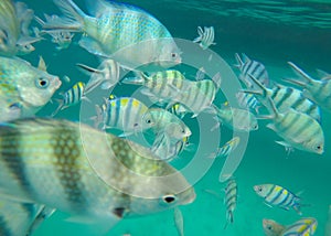 Snorkeling Trips,Many colorful sea fish in Koh Chang,Trat,Thailand photo