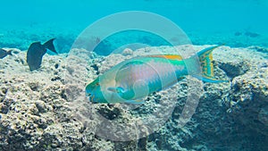 Snorkeling with Tropical fish