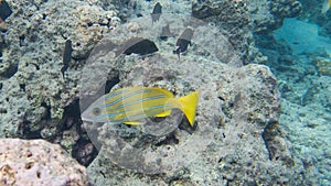 Snorkeling with Tropical fish