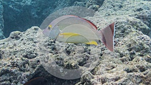 Snorkeling with Tropical fish