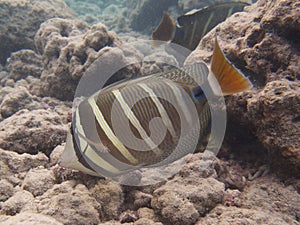 Snorkeling with Tropical fish