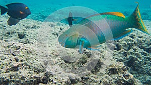 Snorkeling with Tropical fish