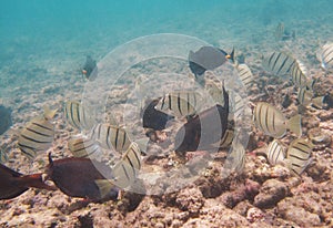 Snorkeling with Tropical fish