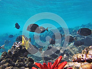 Snorkeling with Tropical fish