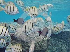 Snorkeling with Tropical fish