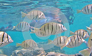 Snorkeling with Tropical fish