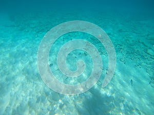 Snorkeling With Tropical Fish In The Caribbean Coral Reef