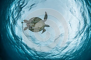 Snorkeling with turtle 2