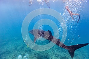 Snorkeling with a whale shark