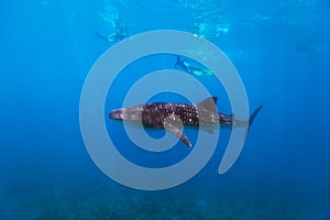 Snorkeling with a whale shark