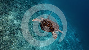 Snorkeling on wildlife. Sea turtle slowly swimming in blue water through sunlight. Underwater serene swimming beautiful