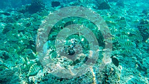 Norkeller follows a school of convict tangs at hanauma bay, hawaii