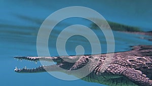 Snorkelling an American crocodile in Cuba