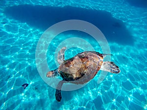 Snorkelling around Westpunt with turtles