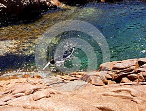 Snorkelling in a Tidal Rock Pool